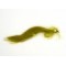 Olive Bunny Leech