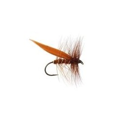 Sedge Brown