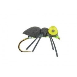 Big Eye Sponge Spider