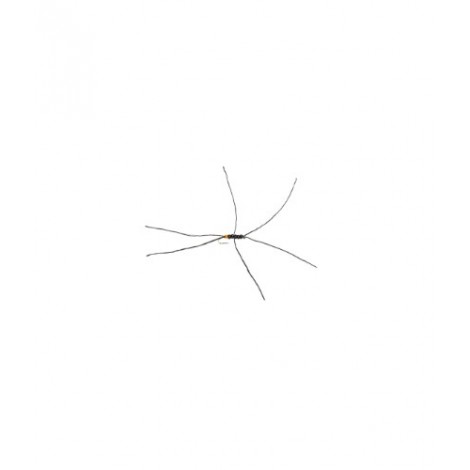 Apps Bloodworm black Red Butt