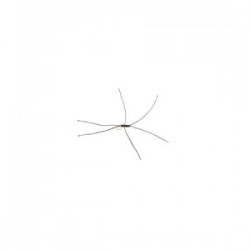 Apps Bloodworm Yellow