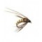 Caddis Pupa Cream