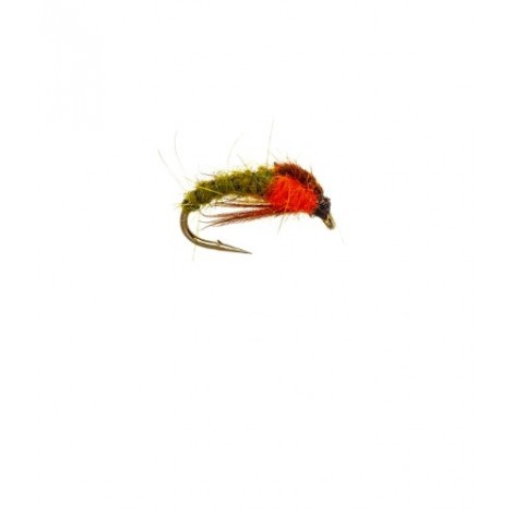 Olive Sedge Pupa