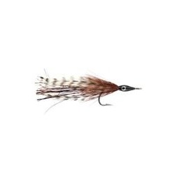 Tarpon Cockroach