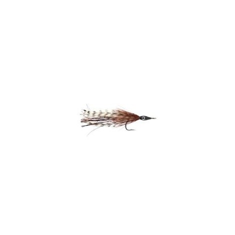 Tarpon Cockroach